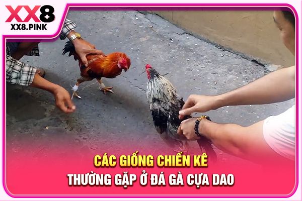 Các giống chiến kê thường gặp ở đá gà cựa dao