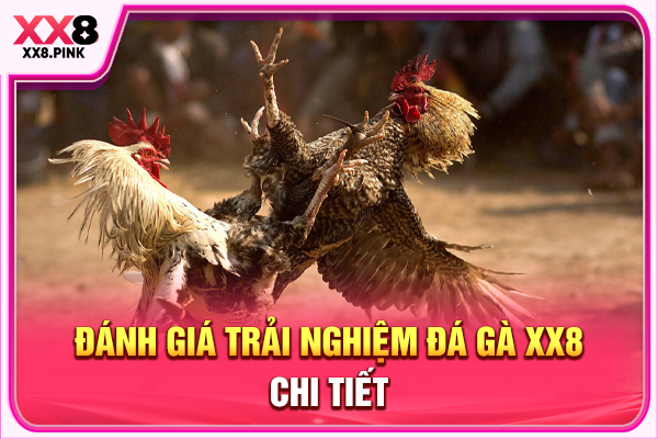 Đánh giá trải nghiệm đá gà XX8 chi tiết 