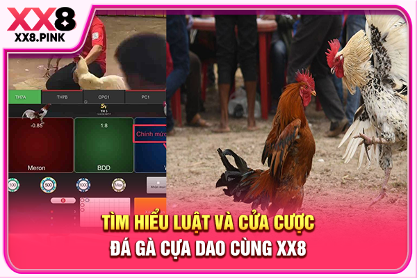 Tìm hiểu luật và cửa cược đá gà cựa dao cùng XX8